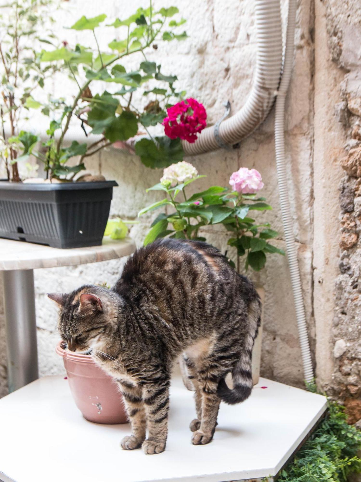 Ella La Bella II Dubrovnik Old Town公寓 外观 照片